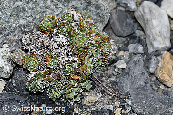 Foto: Trauben-Steinbrech (Saxifraga paniculata). Blattrosetten.