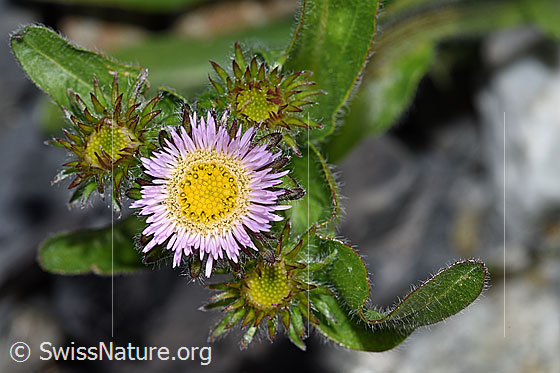 Foto: Alpen-Berufkraut (Erigeron alpinus). Blüten.
