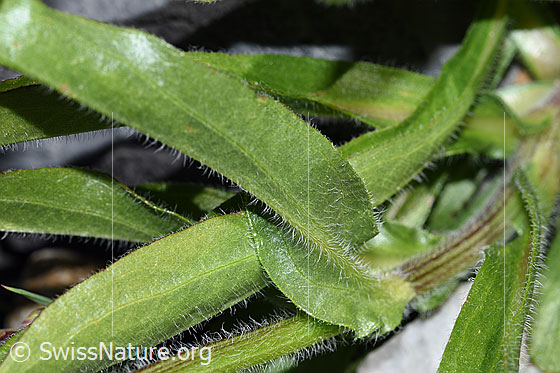 Photo: Erigeron alpinus. Leaves and stem.