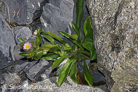Foto: Alpen-Berufkraut (Erigeron alpinus). Ganze Pflanze (Habitat).