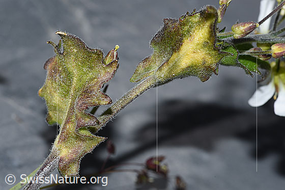 Foto: Alpen-Gänsekresse (Arabis alpina). Stängel und Blätter.