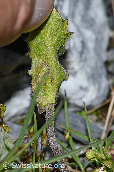 Foto: Alpen-Gänsekresse (Arabis alpina). Blattunterseite und Blattstängel.