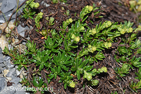 Photo: Saxifraga aizoides. Whole plant with buds.