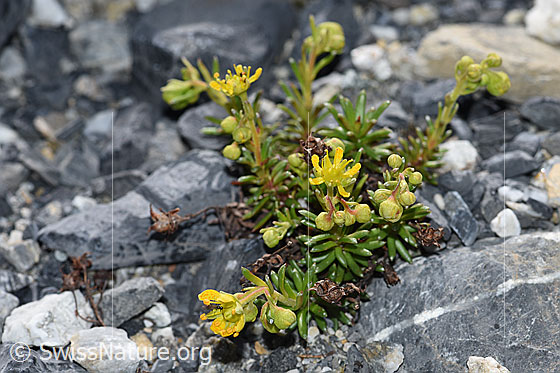 Photo: Saxifraga aizoides. Whole plant with flowers.