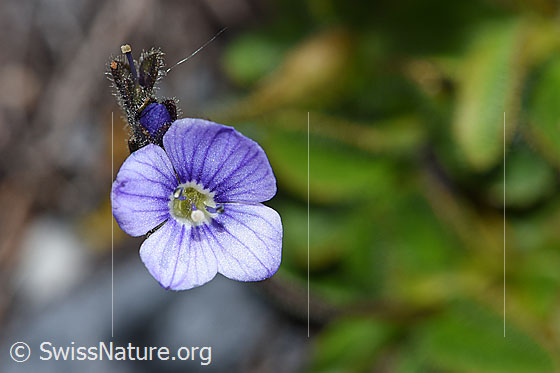 Foto: Blattloser Ehrenpreis (Veronica aphylla). Blüte.