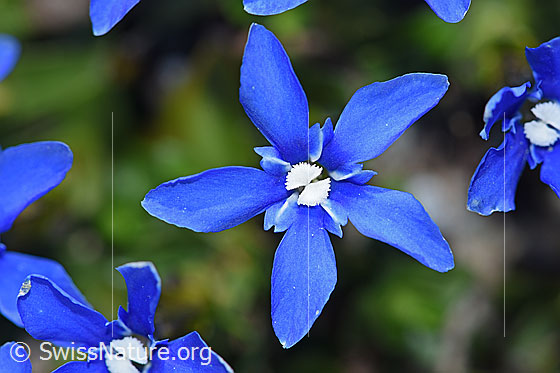 Photo: Gentiana verna. Blossom. View from above.