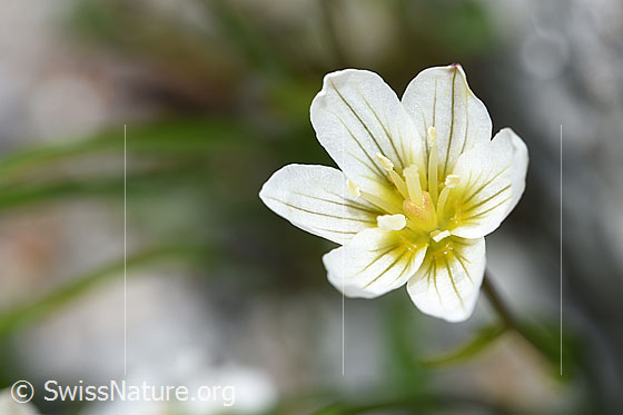Faltenlilie (Lloydia serotina)