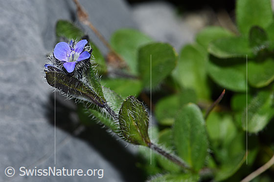 Photo: Veronica alpina. Blossom, stem and stem leaves.
