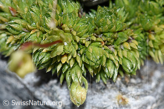 Photo: Saxifraga bryoides. Leaf rosettes.