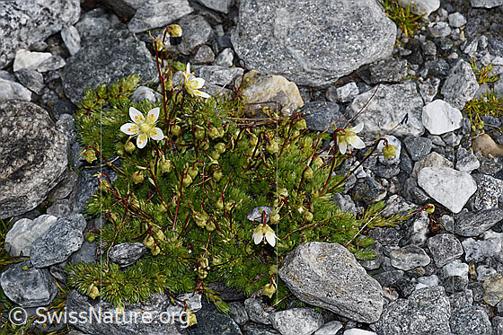Photo: Saxifraga bryoides. Whole plant (habiti).