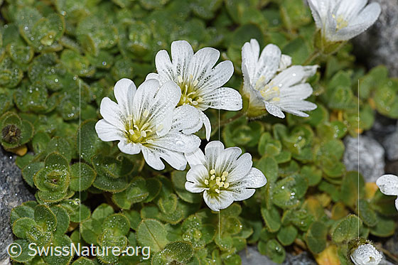 Foto: Einblütiges Hornkraut (Cerastium uniflorum). Blüten und Blätter.