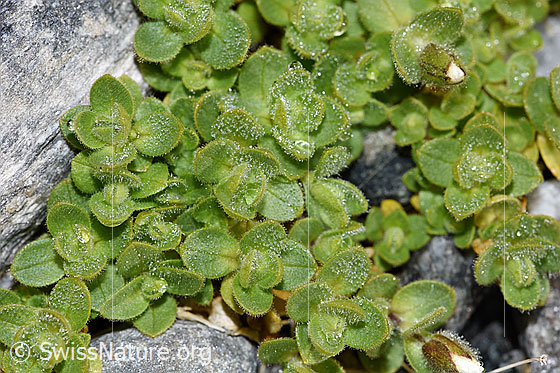 Foto: Einblütiges Hornkraut (Cerastium uniflorum). Blätter.