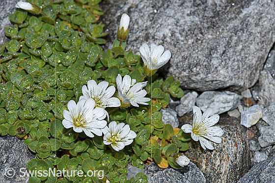 Foto: Einblütiges Hornkraut (Cerastium uniflorum). Ganze Pflanze (Habitus).