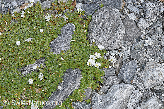 Foto: Einblütiges Hornkraut (Cerastium uniflorum). Pflanzenpolster.
