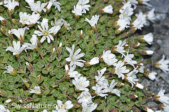 Foto: Einblütiges Hornkraut (Cerastium uniflorum). Blüten und Blätter.