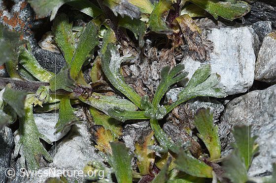Photo: Artemisia genipi. Leaves.