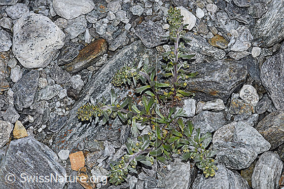 Photo: Artemisia genipi. Whole plant (habiti).