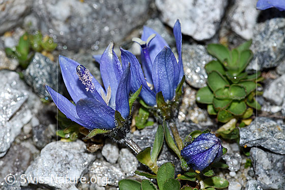 Foto: Mont Cenis-Glockenblume (Campanula cenisia). Blüten. Ansicht von der Seite.