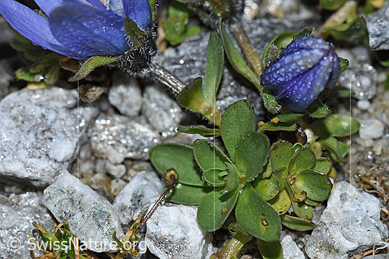 Foto: Mont Cenis-Glockenblume (Campanula cenisia). Blätter und Stängel.