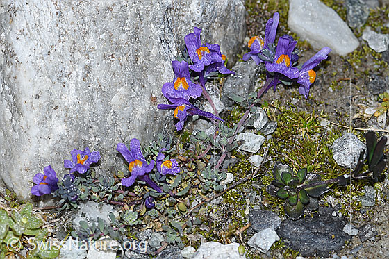 Foto: Alpen-Leinkraut (Linaria alpina). Ganze Pflanze (Habitus).