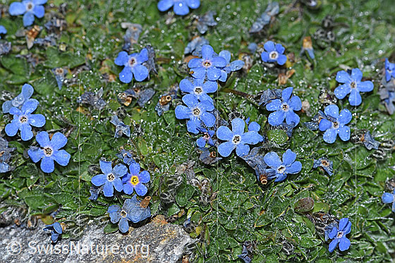 Foto: Himmelsherold (Eritrichium nanum). Blätter und Blüten.