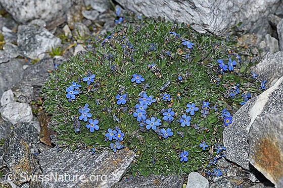 Foto: Himmelsherold (Eritrichium nanum). Ganze Pflanze (Habitus).