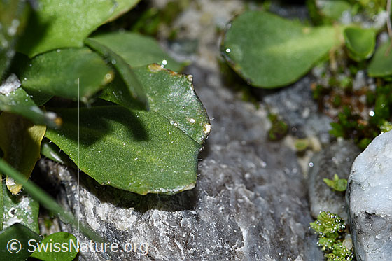 Photo: Arabis caerulea. Leaves.