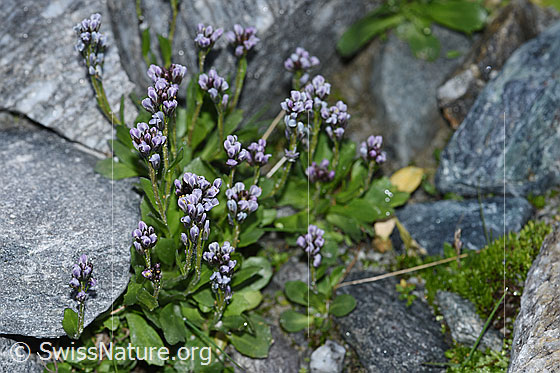 Photo: Arabis caerulea. Whole plant (habiti).