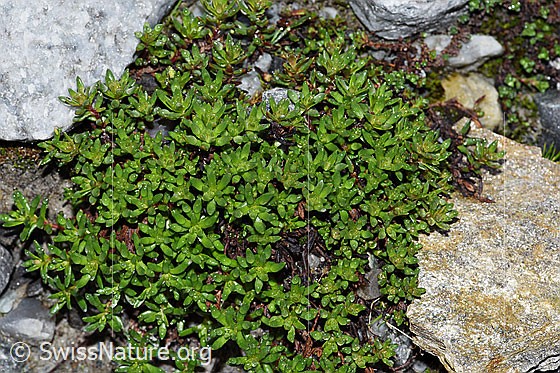 Foto: Bewimperter Steinbrech (Saxifraga aizoides). Blätter.