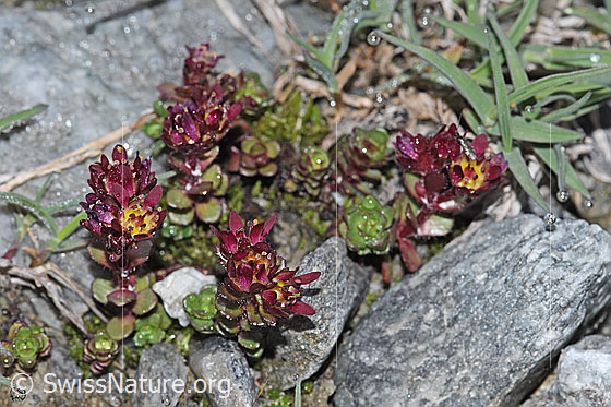 Foto: Zweiblütiger Steinbrech (Saxifraga biflora). Ganze Pflanze (Habitus).