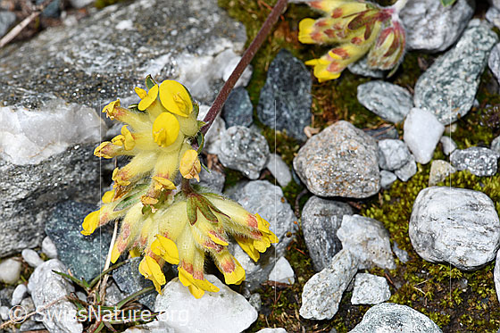 Foto: Alpen-Wundklee (Anthyllis vulneraria ssp. alpestris). Blüten.