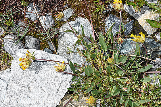 Foto: Alpen-Wundklee (Anthyllis vulneraria ssp. alpestris). Ganze Pflanze (Habitus).