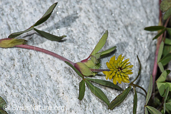 Foto: Braun-Klee (Trifolium badium). Stängel, Blätter und Blüte.