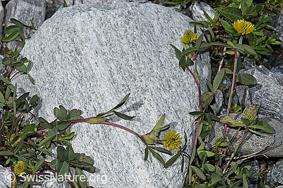 Foto: Braun-Klee (Trifolium badium). Ganze Pflanze (Habitus).