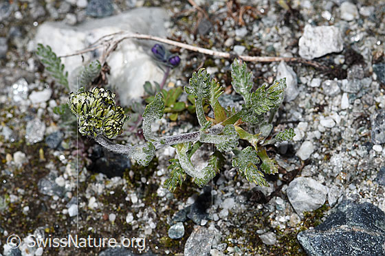 Foto: Ährige Edelraute (Artemisia genipi). Ganze Pflanze (Habitus).