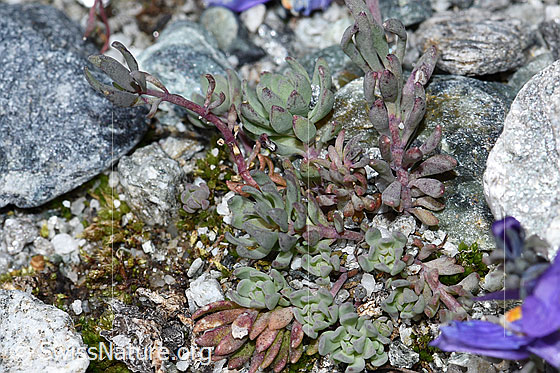 Photo: Linaria alpina. Leaves.