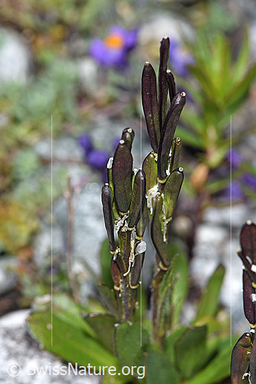 Photo: Arabis caerulea. Whole plant (habit) with fruit pods.