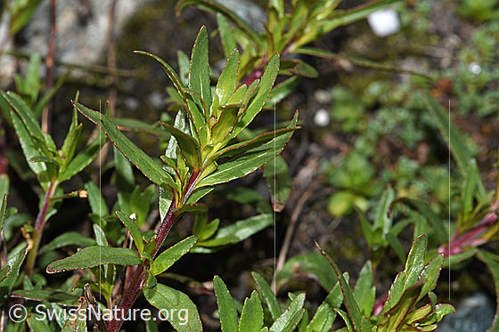 Photo: Epilobium fleischeri. Branch and leaves.