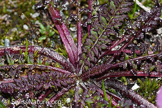 Photo: Pedicularis kerneri. Leaves and stem.
