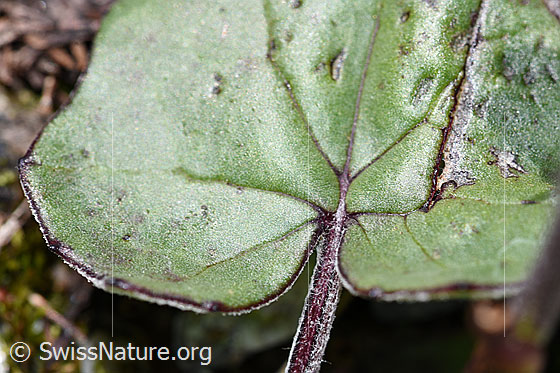Foto: Huflattich (Tussilago farfara). Blatt. Detail.