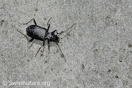 Foto: Nebria jockischii (Dammläufer). Ansicht von oben.