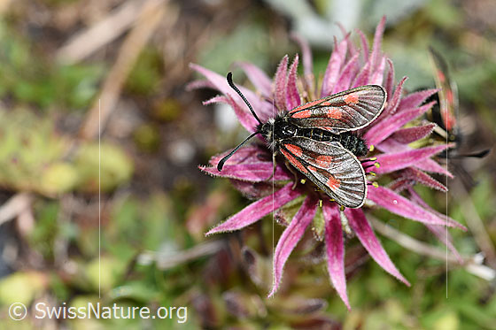 Foto: Alpen-Widderchen (Zygaena exulans) auf Berg-Hauswurz (Sempervivum montanum). Ansicht von oben.