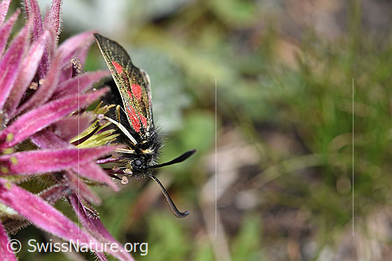 Photo: Zygaena exulans on Sempervivum montanum. View diagonally from the front.