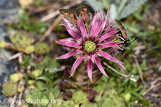 Photo: Sempervivum montanum. Blossom.