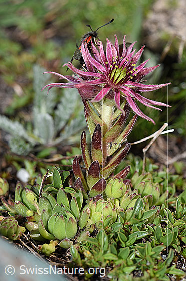 Photo: Sempervivum montanum. Whole plant (habiti).