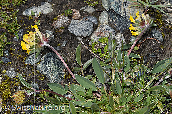 Photo: Anthyllis vulneraria ssp. alpestris. Whole plant (habiti).