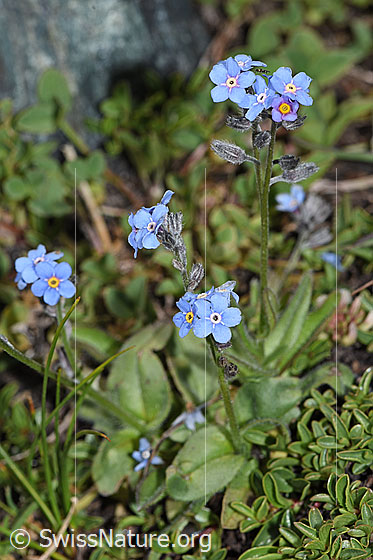 Photo: Myosotis alpestris. Whole plant (habiti).