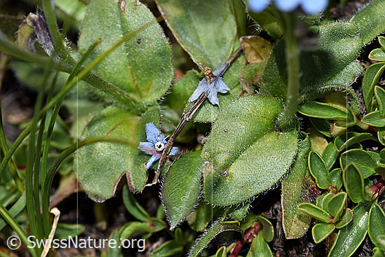 Photo: Myosotis alpestris. Leaves.