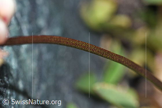 Photo: Probably Trifolium pallescens. Stem.