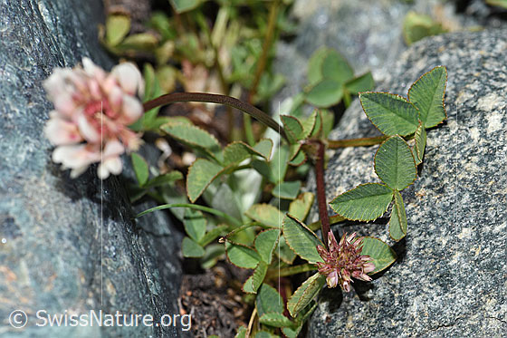 Photo: Probably Trifolium pallescens. Leaves and stem.